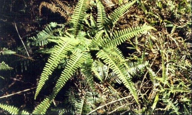 Dicranopteris Species, Hawaiian Wing Fern, Uluhe