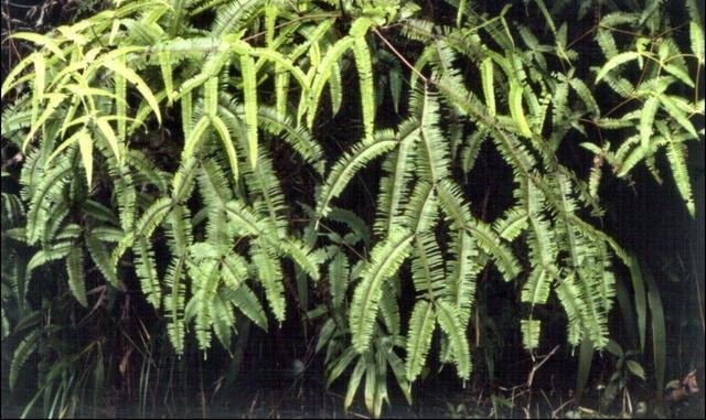 Gleichenia Gleichenia truncata