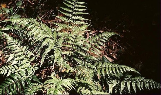 Shiny Shield-fern