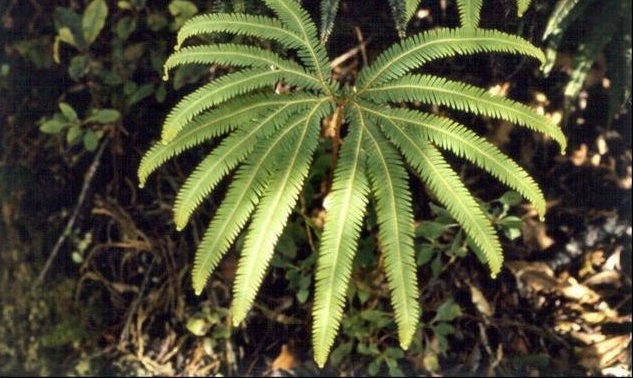 Umbrella Fern