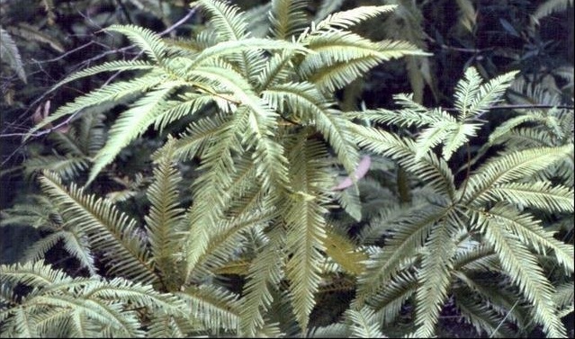 Sticherus Species, Shiny Fan-Fern, Umbrella Fern