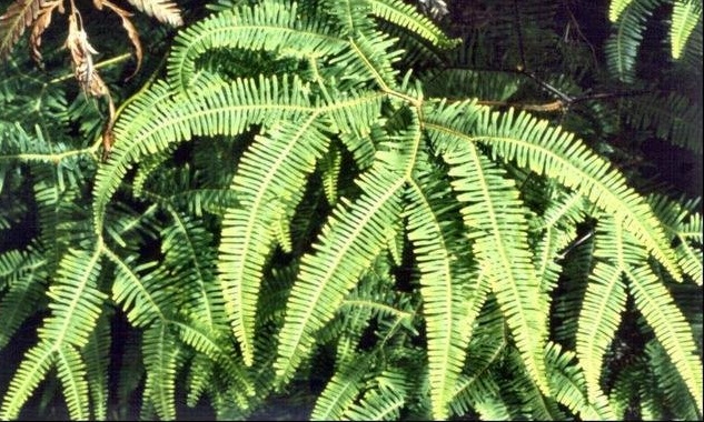 Spreading Fan-fern