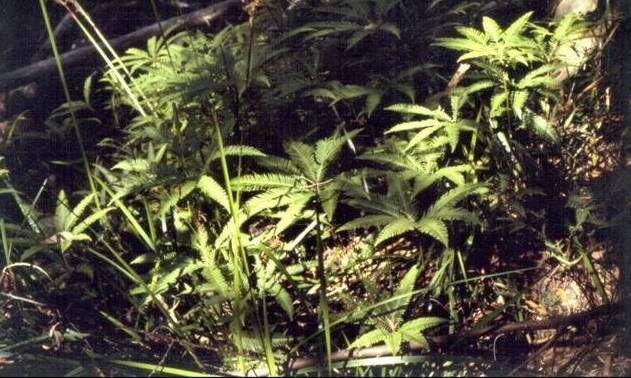 Silky Fan-fern Sticherus urceolatus