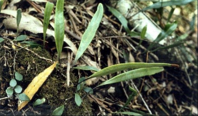 Pyrrosia Species, Horseshoe Felt Fern ;Pyrrosia confluens