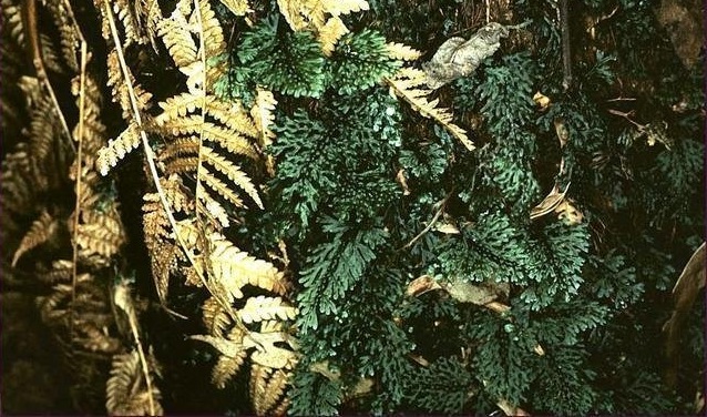 Austral Filmy-fern Hymenophyllum australe