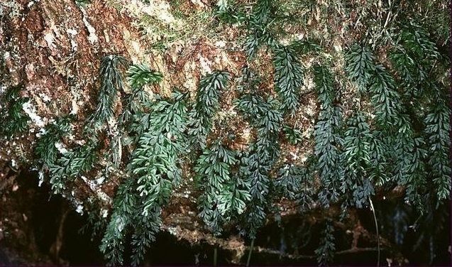 Common Filmy-fern Hymenophyllum cupressiforme