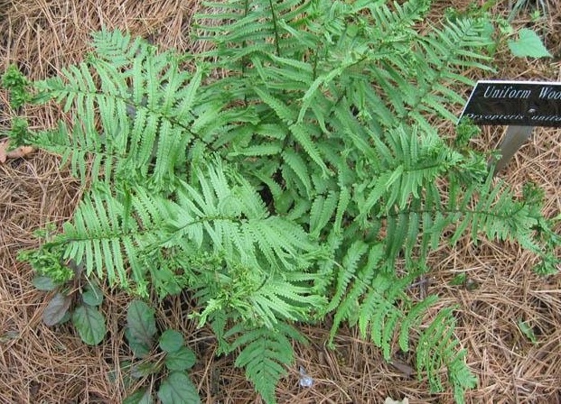Uniform Wood Fern