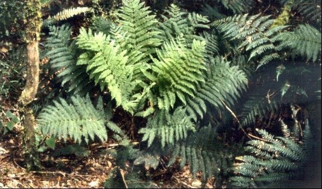 Heruheru, Single Crepe Fern