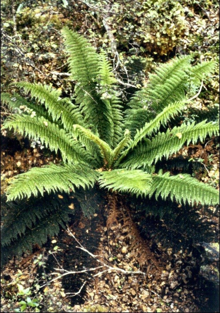 Crepe Fern, Prince of Wales Feathers, Heruheru, Ngutungutu Kiwi