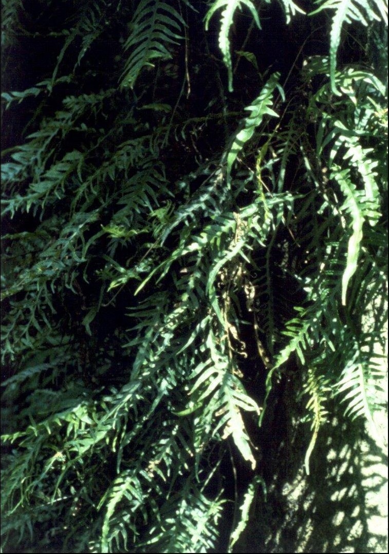 Phymatosorus Species, Fragrant Fern