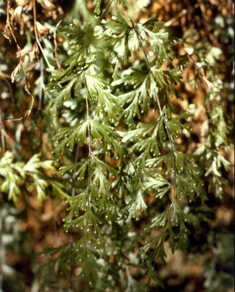 Shiny Filmy-fern Hymenophyllum flabellatum