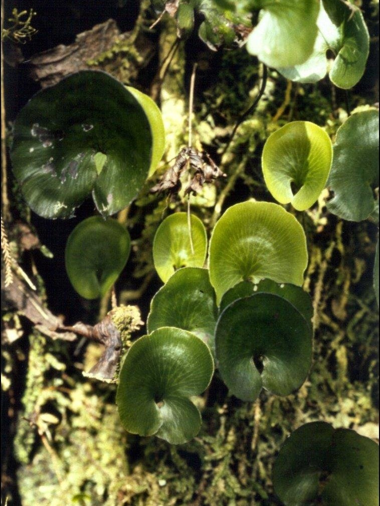 Hymenophyllum Species, Kidney Fern