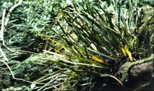 Strap Fern Dictymia brownii