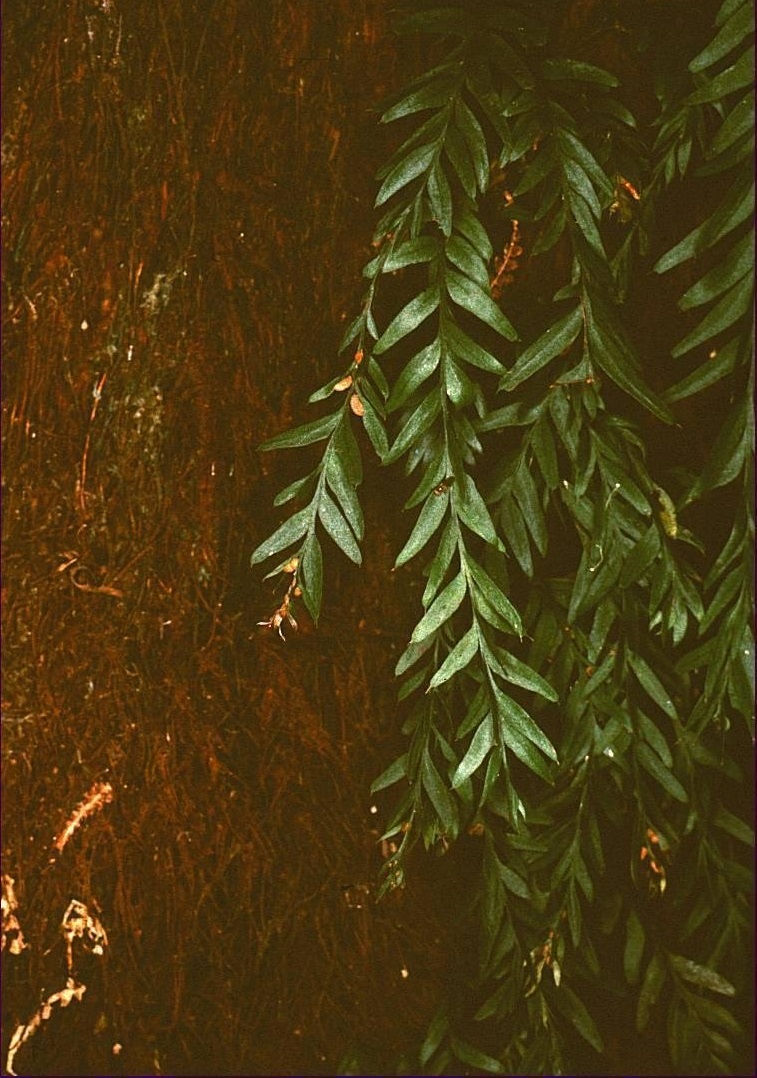 Long Fork-fern
