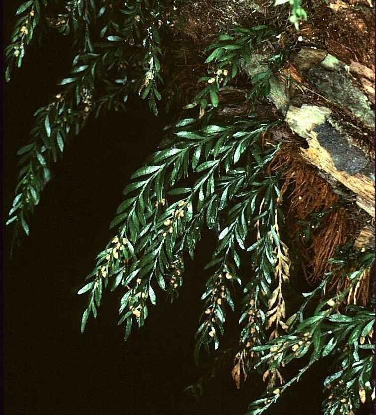 Oval Fork-fern