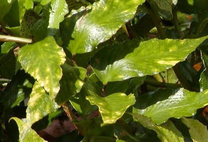 Holly Fern Rockford