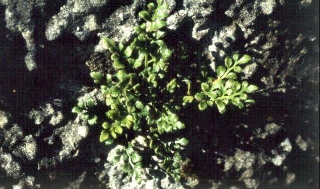 Asplenium Species, Wall Rue Spleenwort, Wall-Rue