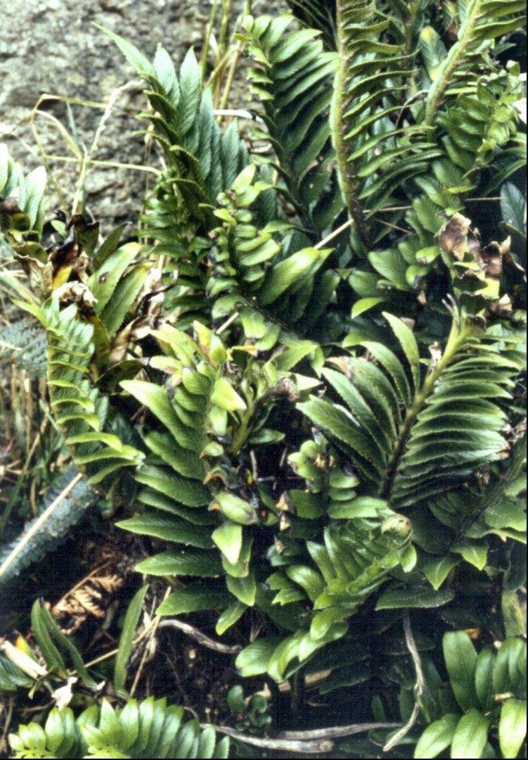Asplenium Species, Shore Spleenwort