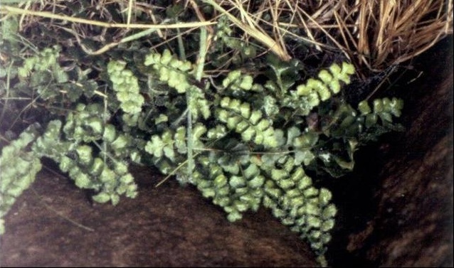 Asplenium Species, Blanket Fern Asplenium pleurosorum