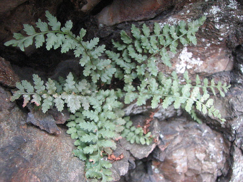 Asplenium Species, Bradleys Spleenwort, Cliff Spleenwort