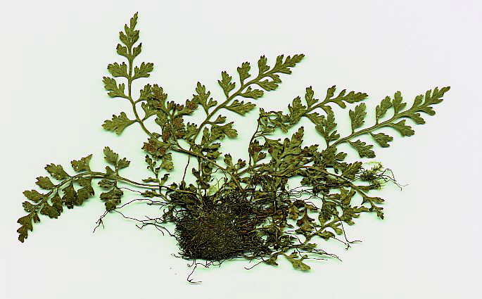 Asplenium Species, Mountain Spleenwort