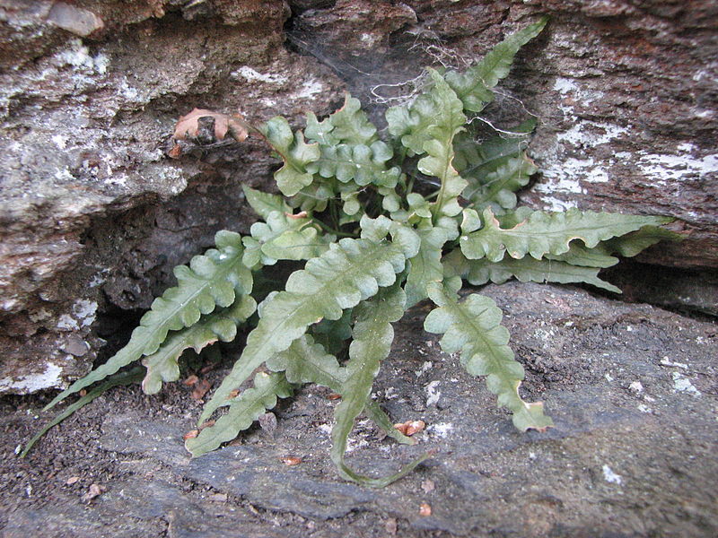 Asplenium Species, Lobed Spleenwort, Pinnatifid Spleenwort