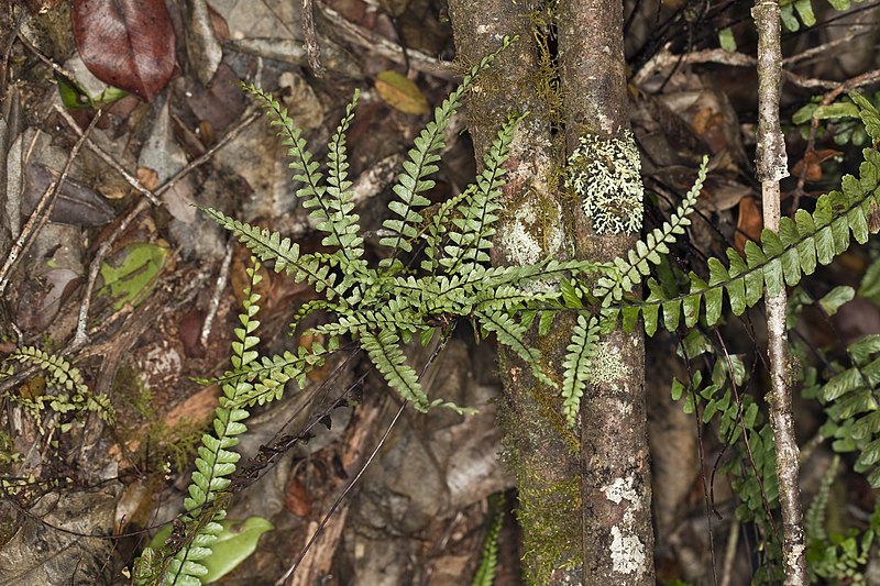 Asplenium Species, Hobdys Spleenwort Asplenium hobdyi