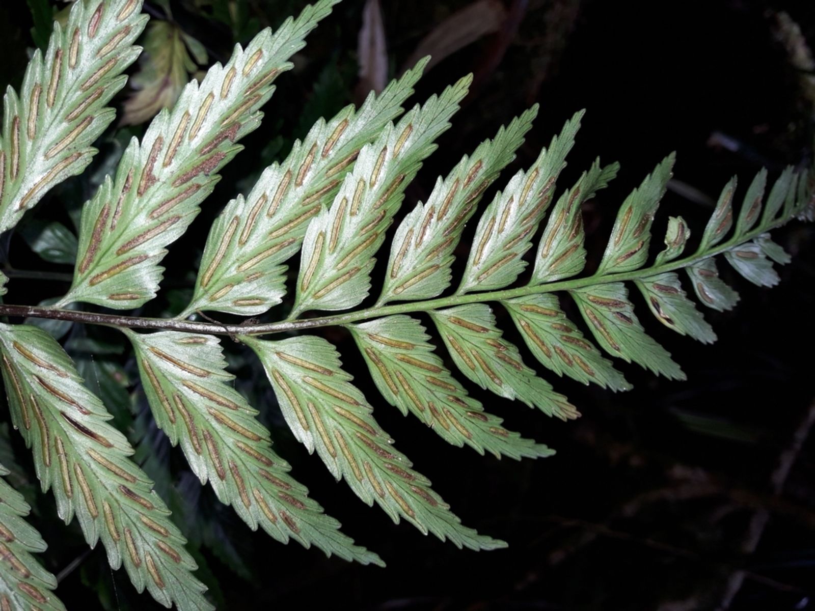 Asplenium Species, Piipiilau Manamana Asplenium lobulatum