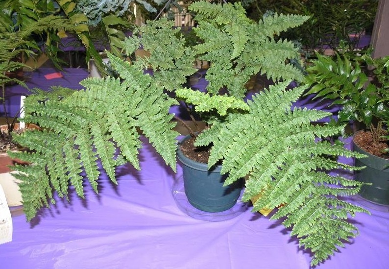 Hawaii Woodfern