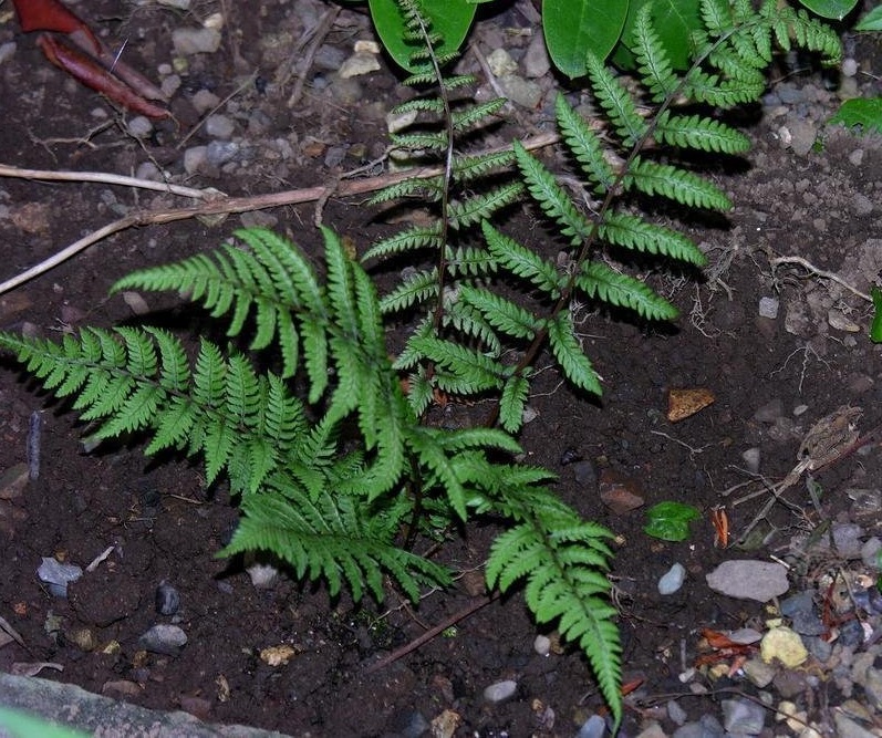 Athyrium, Painted Fern Branford Beauty