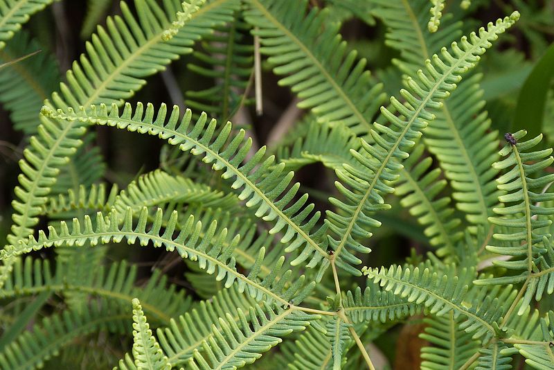 Drooping Forked Fern Dicranopteris flexuosa