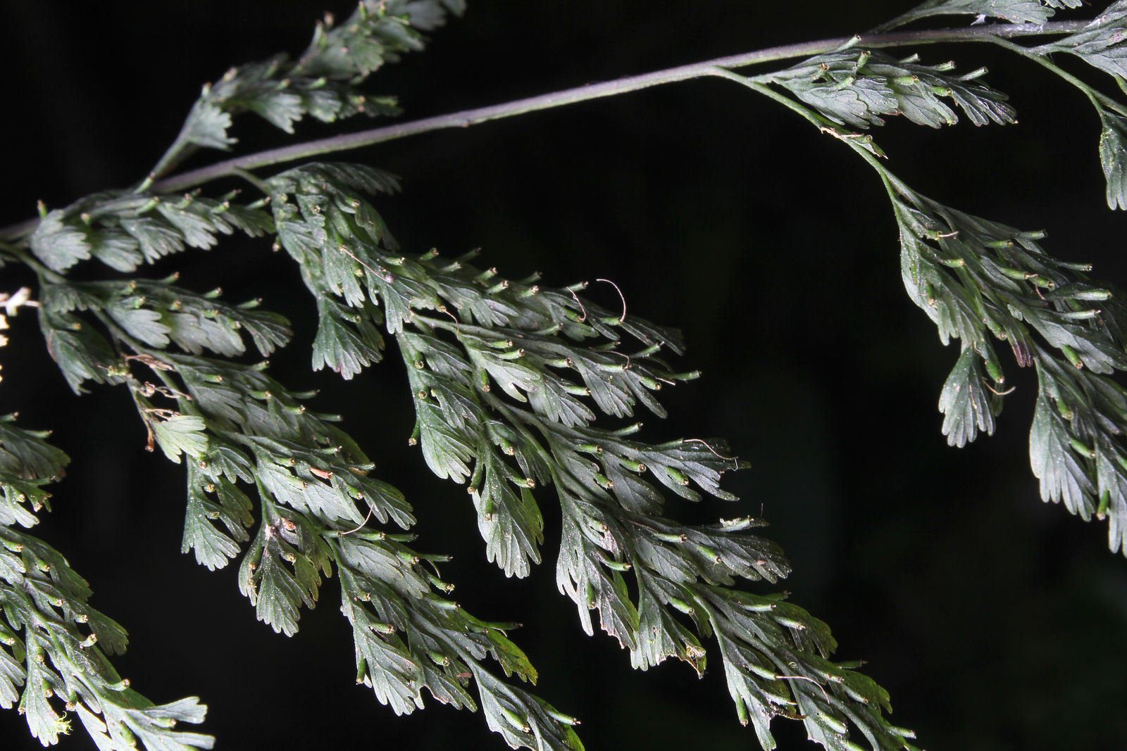 Lined Bristle Fern Trichomanes lineolatum