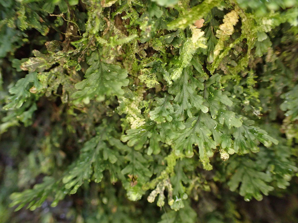 Kraus Bristle Fern, Treemoss Bristle Fern Trichomanes krausii