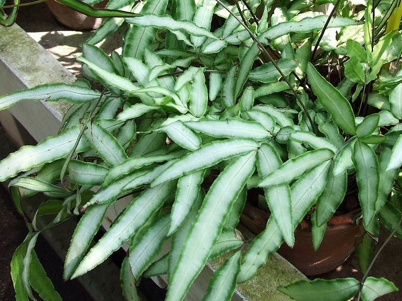 Birds Foot Fern, Cretan Brake, Table Fern Parkeri