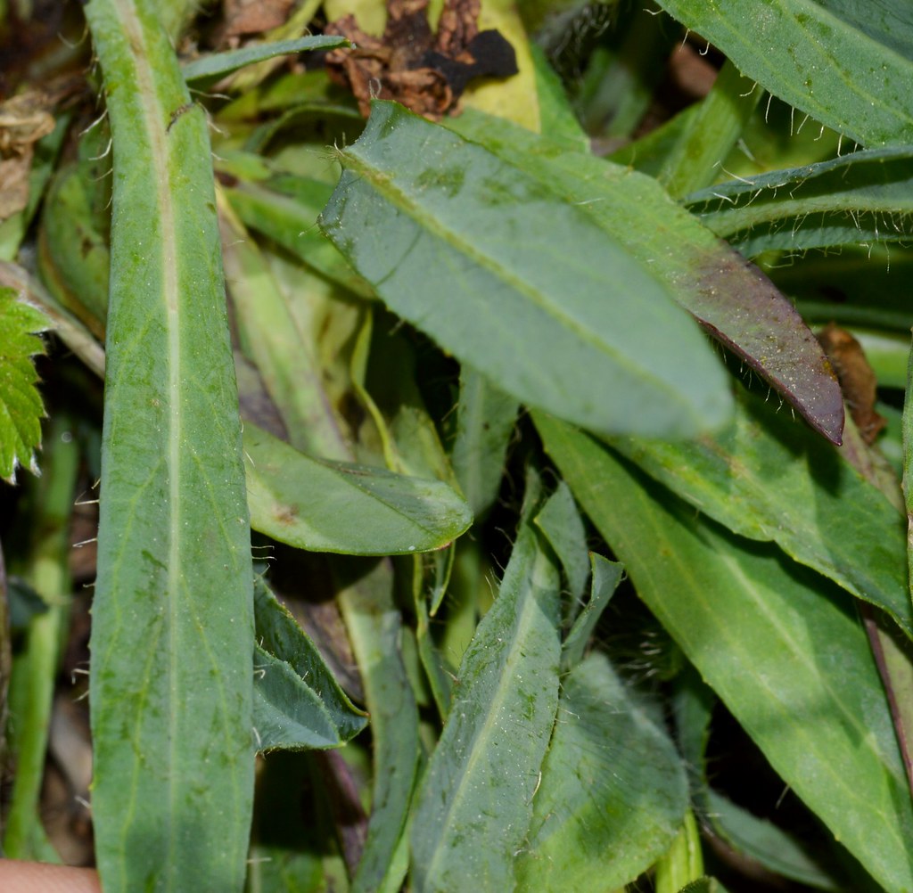Pilosella Species, Kingdevil Pilosella piloselloides subsp. praealta
