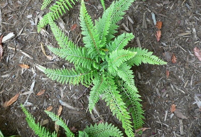 Soft Shield Fern Divisilobum