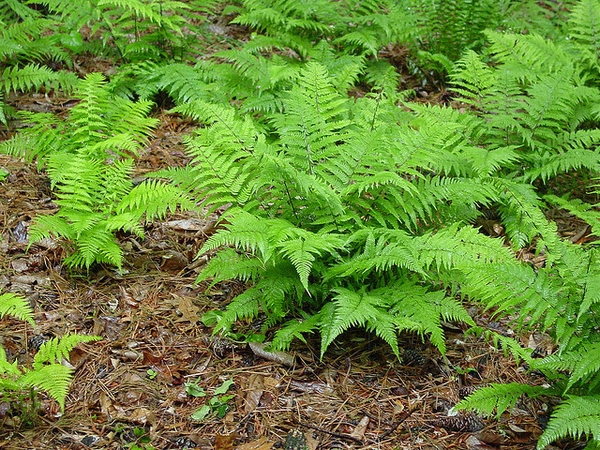 Athyrium Species, Lady Fern Encourage Athyrium filix-femina