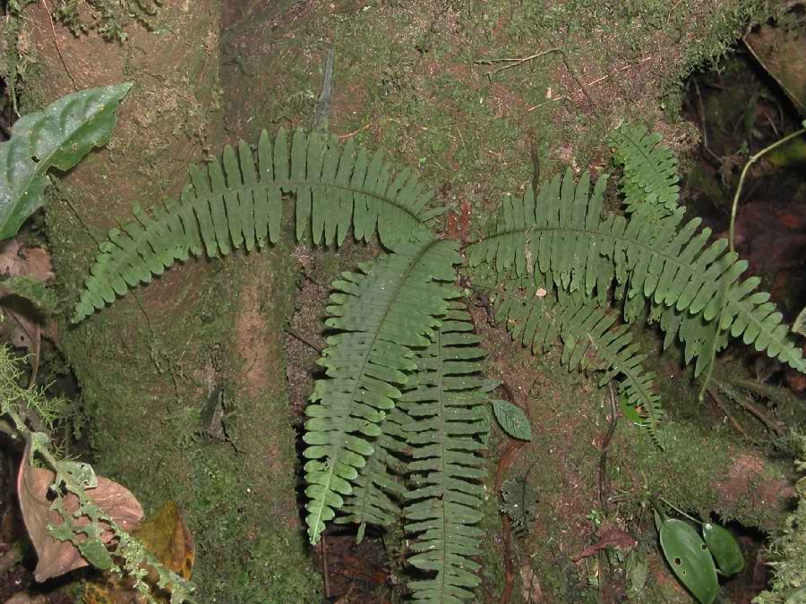 Pecluma Species, Plume Polypody, Plumed Rockcap Fern