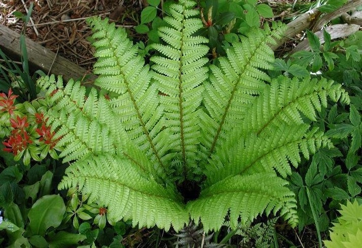 Lacerate Wood-fern