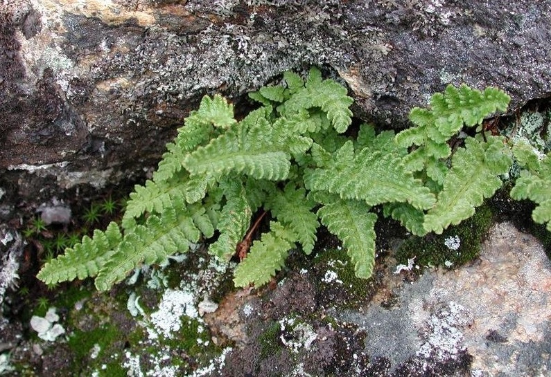 Woodsia Species, Alpine Woodsia, Alpine Cliff Fern