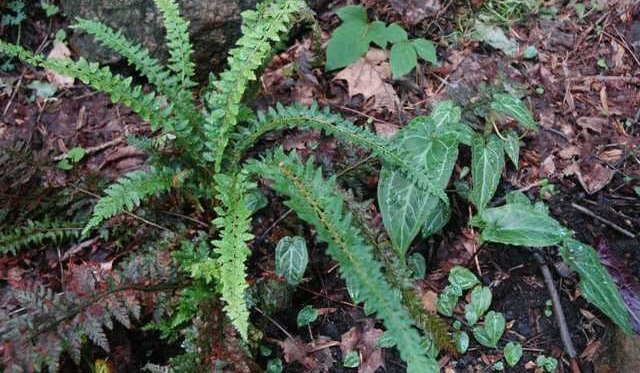 Alpine Hybrid Shield Fern