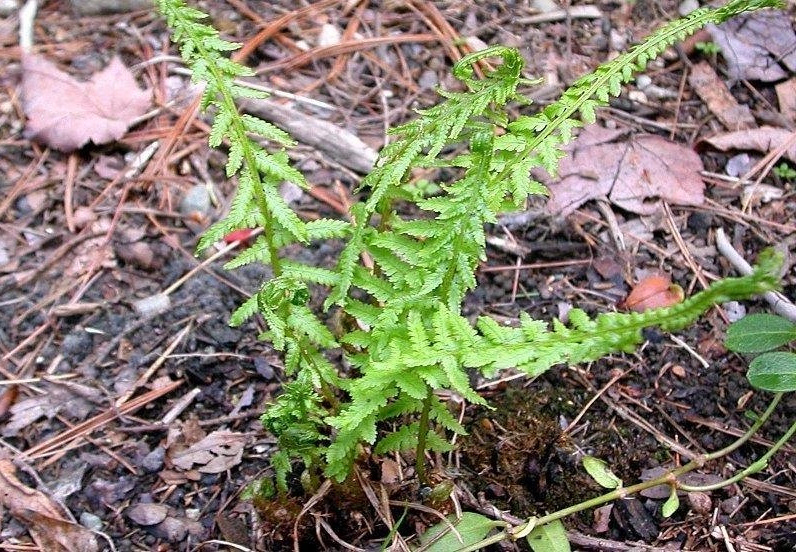 Athyrium Species, Victoria Lady Fern Victoriae