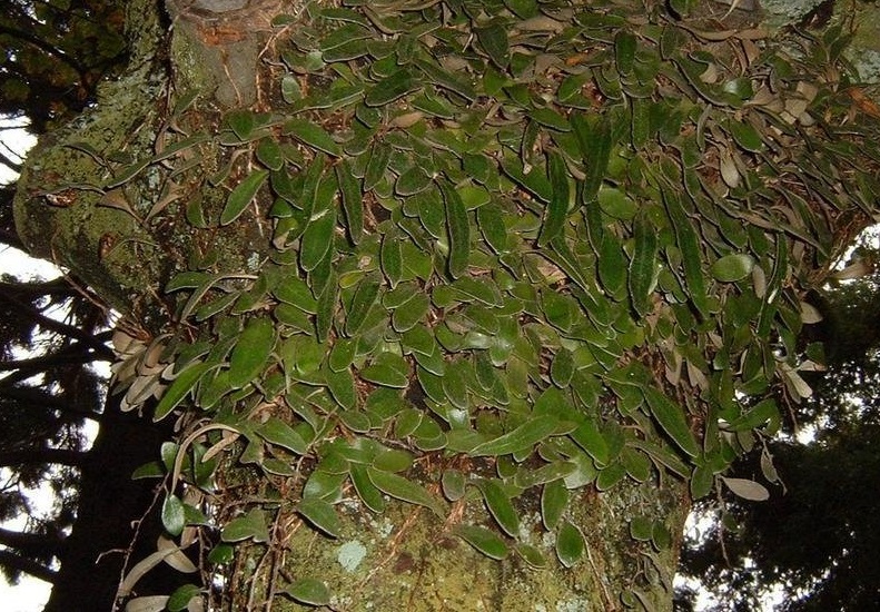 Pyrrosia Species, Leather Leaf Fern