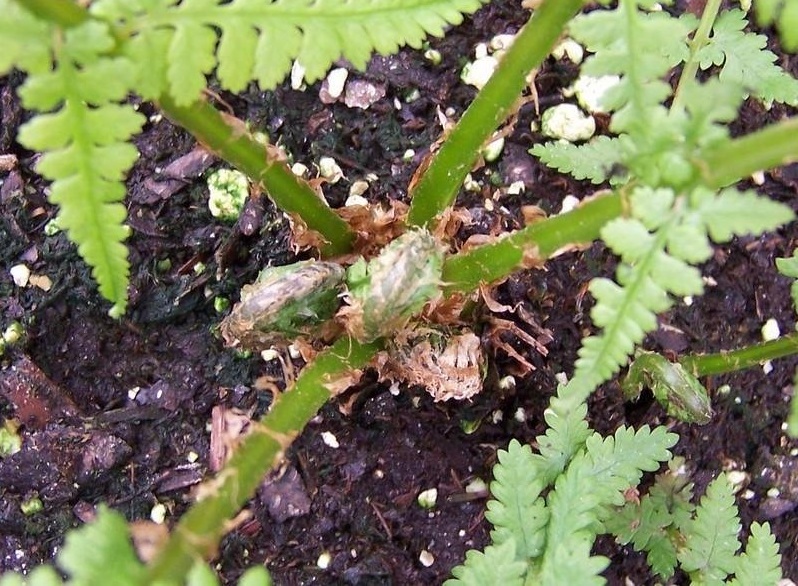 Athyrium Species, Lady Fern Dres Dagger