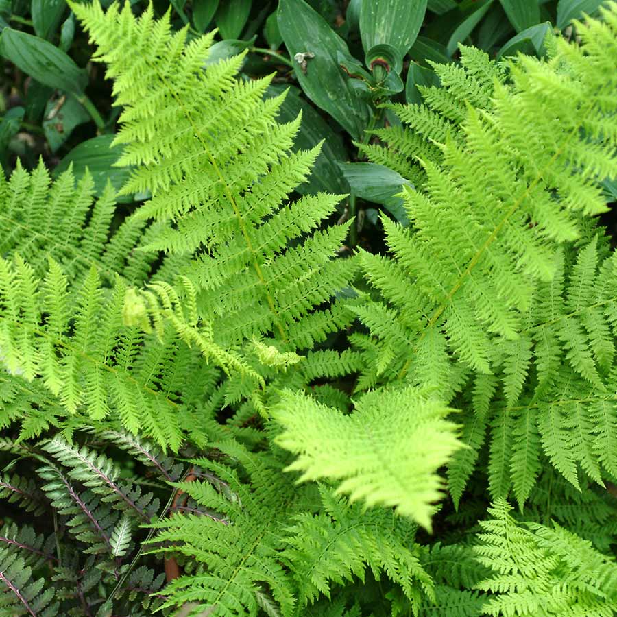 Athyrium, Golden Plumose Lady Fern Plumosum Axminster