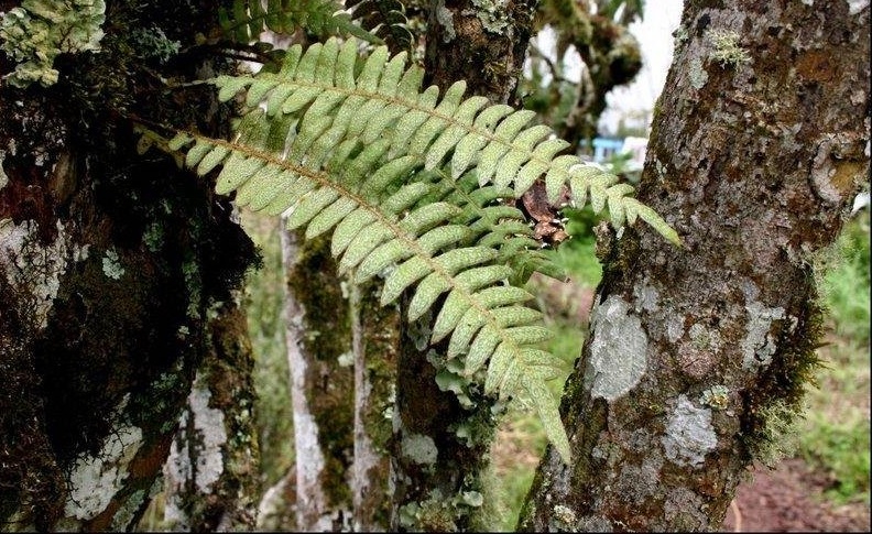 Pecluma Species