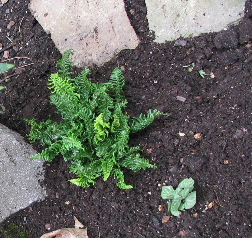 Male Fern Crispa Gracilis