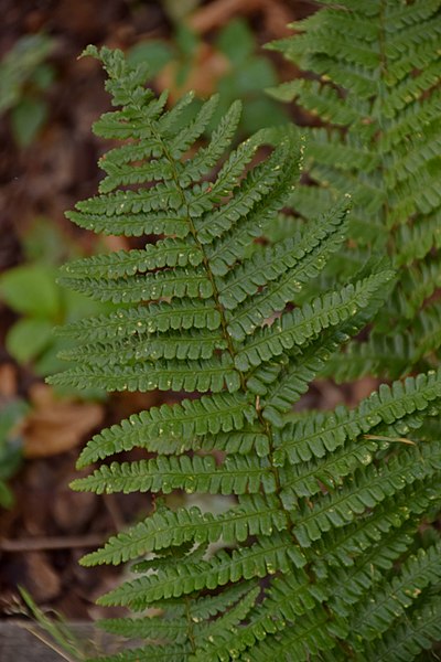 Male Fern Dryopteris cambrensis