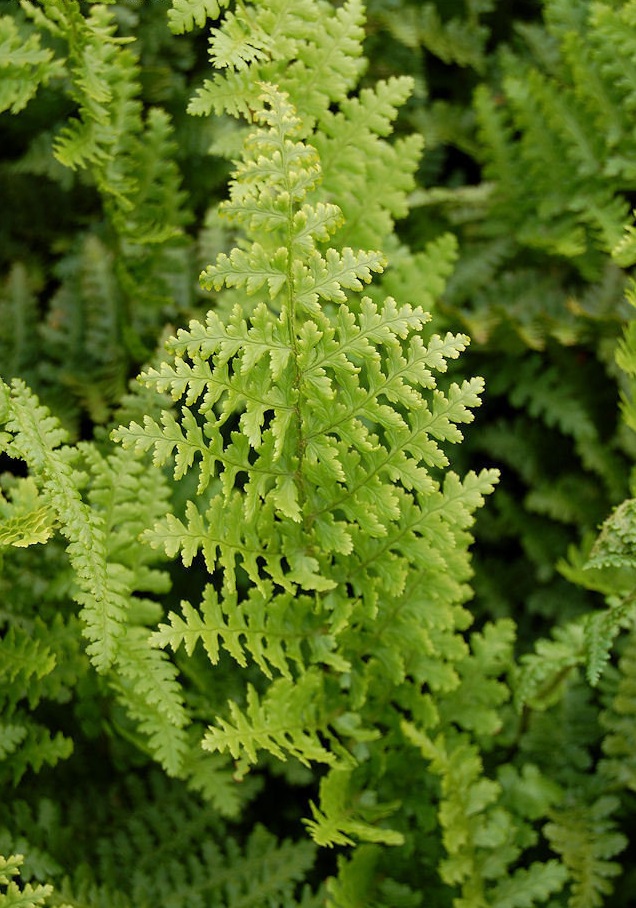 Slender Crested Male Fern Barnesii
