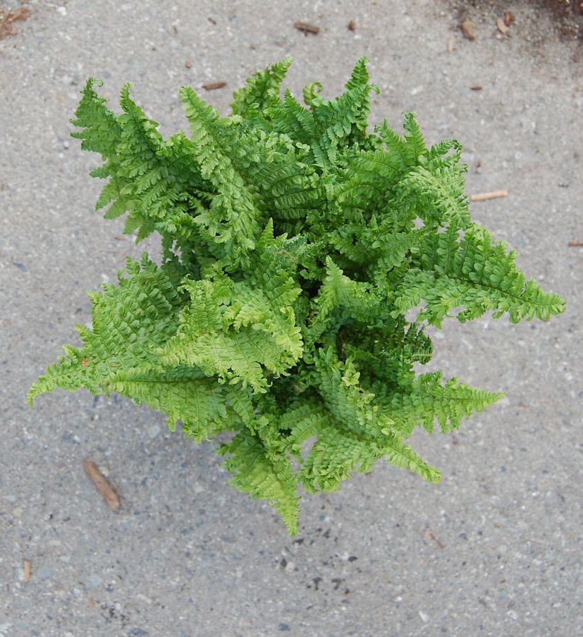 Male Fern Crispa Cristata